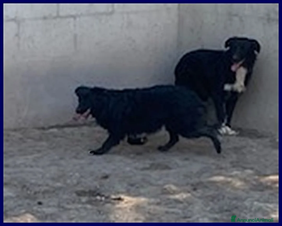 Meticcio cani in regalo: SABRINA un po' spaventata - Annuncio 2