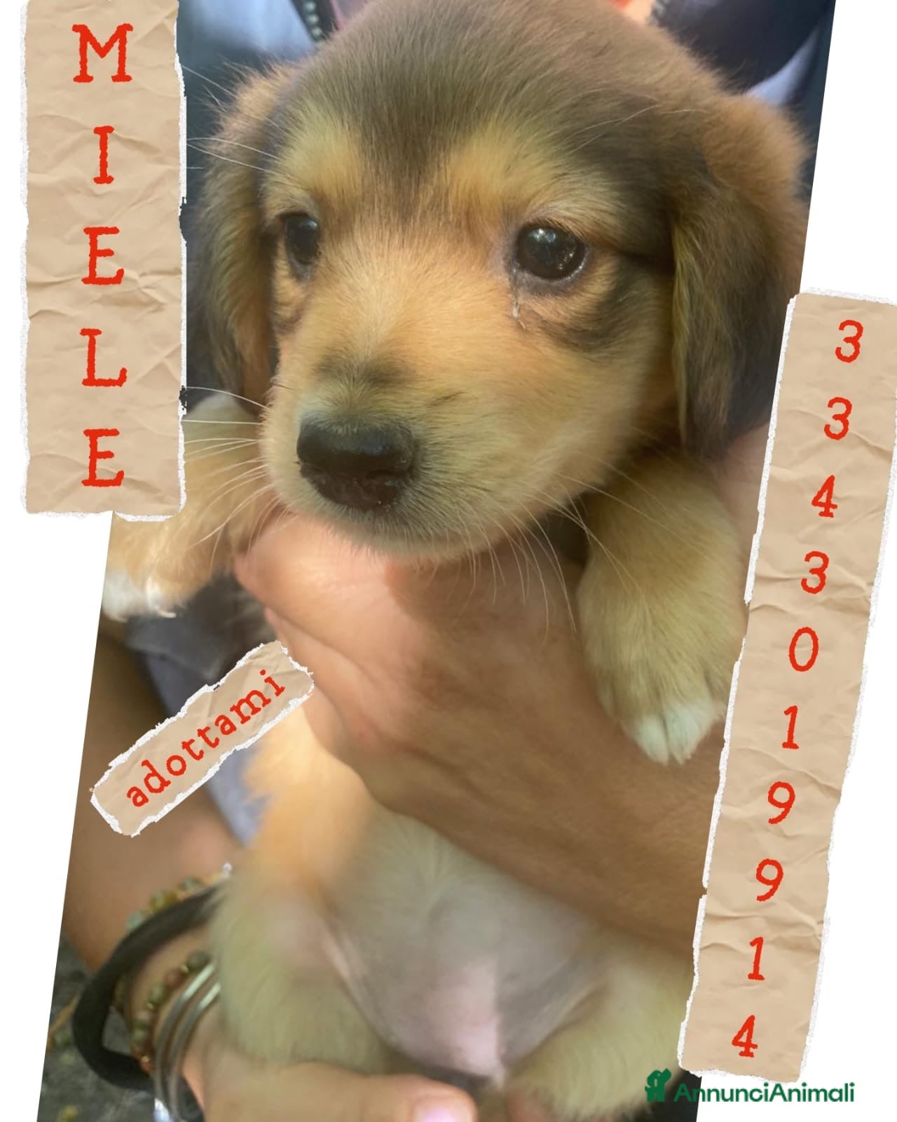 Meticcio cani MIELE 🩷 DOLCE DI NOME E DI FATTO 😊 - Annuncio 3