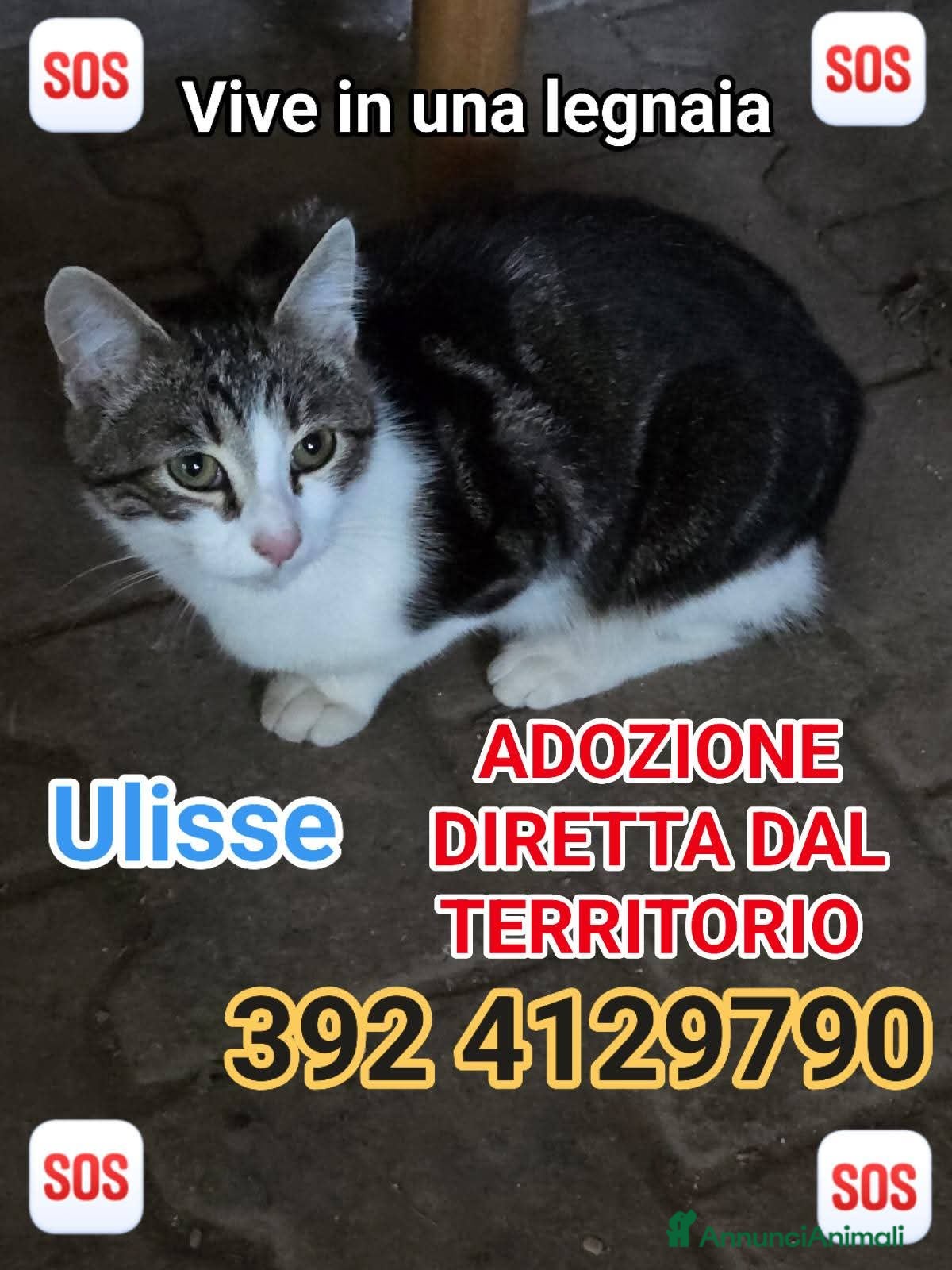 Europeo gatti 🙏♥️Una legnaia non dà calore, l&#x27;amore si♥️🙏 - Annuncio 27