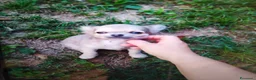 Chihuahua cani in vendita: Chihuahua cucciolo maschietto pelo lungo  - Annuncio 6