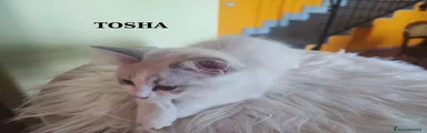 Ragdoll Gattino 4