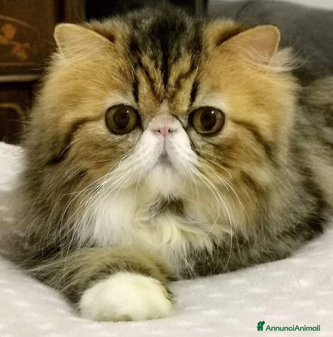 Exotic Shorthair gatti in vendita: Cucciolina di exotic shorthair - Annuncio 4