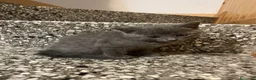 Meticcio gatti in vendita: Gattina grigia  - Annuncio 1
