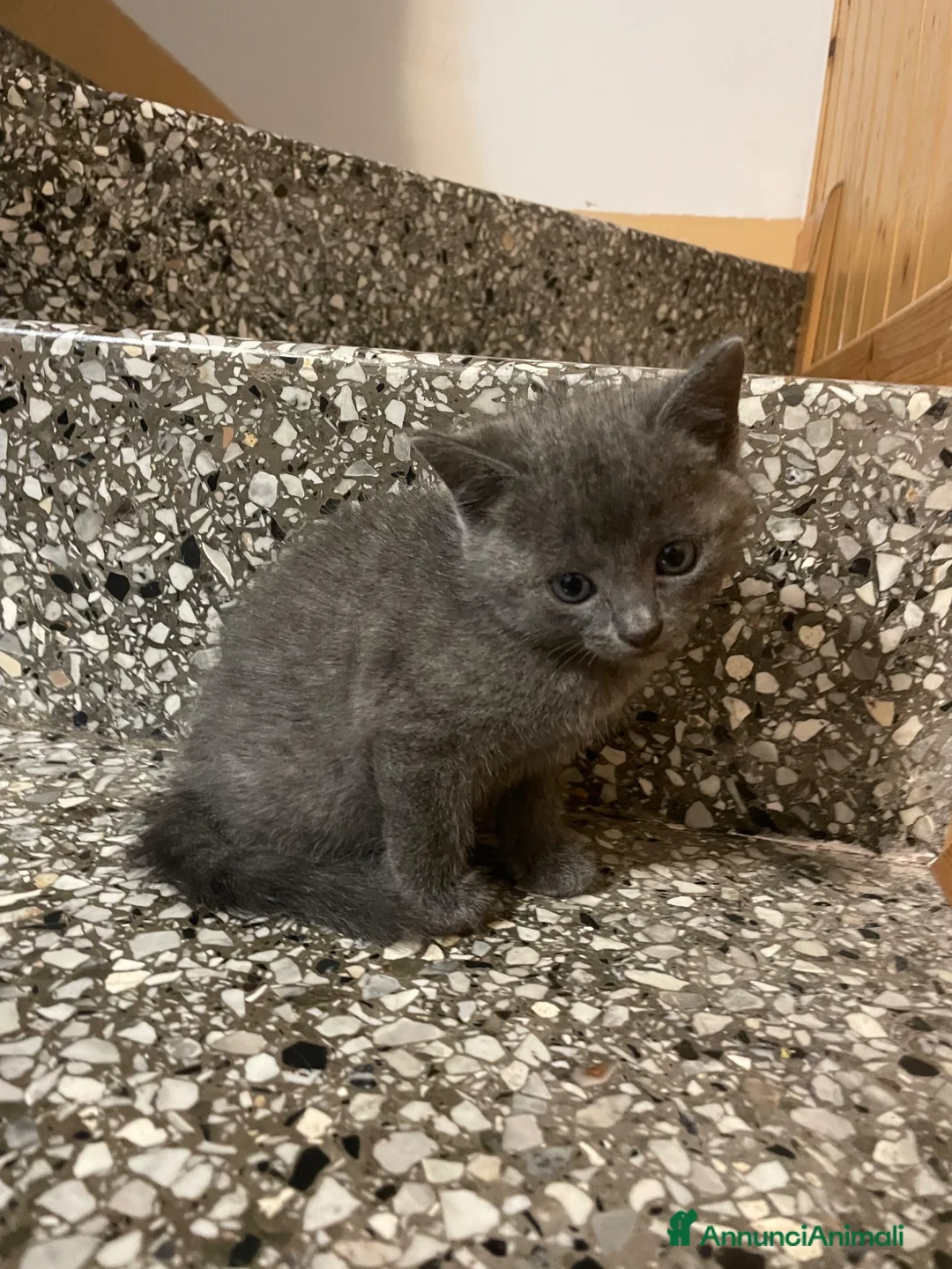 Meticcio gatti in vendita: Gattina grigia  - Annuncio 1
