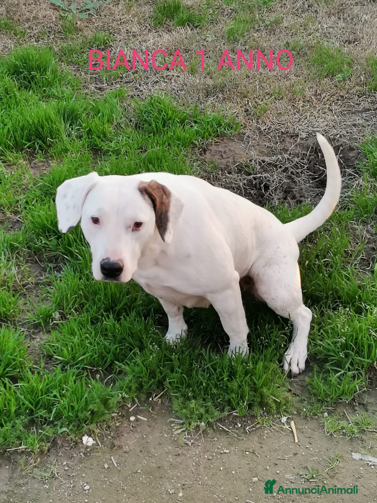 Meticcio cani Mix Dogo/Pitt 3anni femmina non trova casa.CASERTA a Città Metropolitana di Milano - Annuncio 20