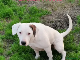 Meticcio cani Mix Dogo/Pitt 3anni femmina non trova casa.CASERTA a Città Metropolitana di Milano - Annuncio 28