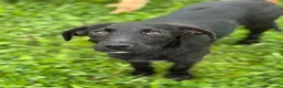 Labrador cani in regalo: KIRA e KALA, cucciolone mix LABRADOR! Dolcissime - Annuncio 7