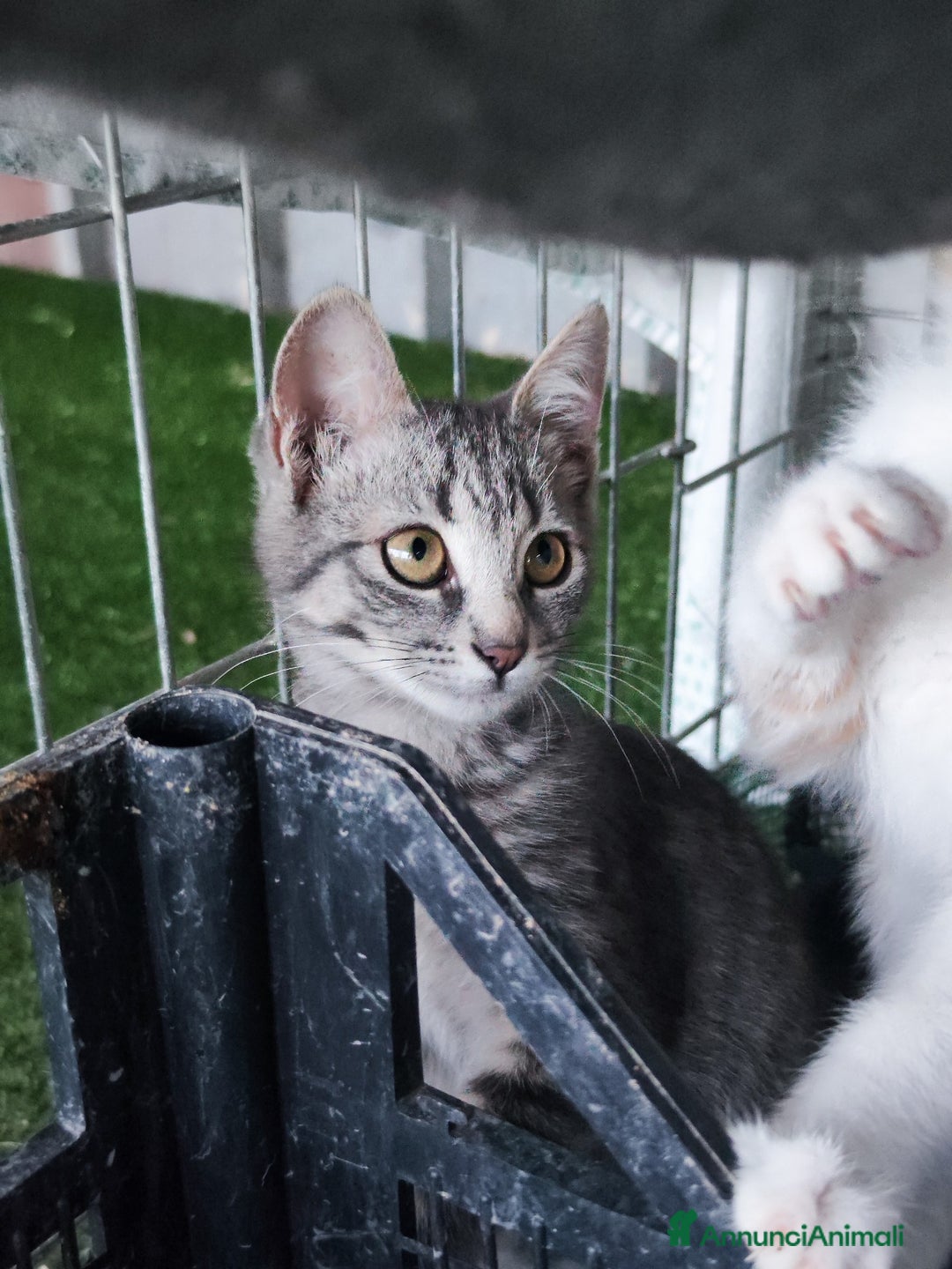Europeo gatti in regalo: 🐾 Nìva, 3 Mesi, cerca casa! 🏡 a Provincia di Caserta - Immagine 4