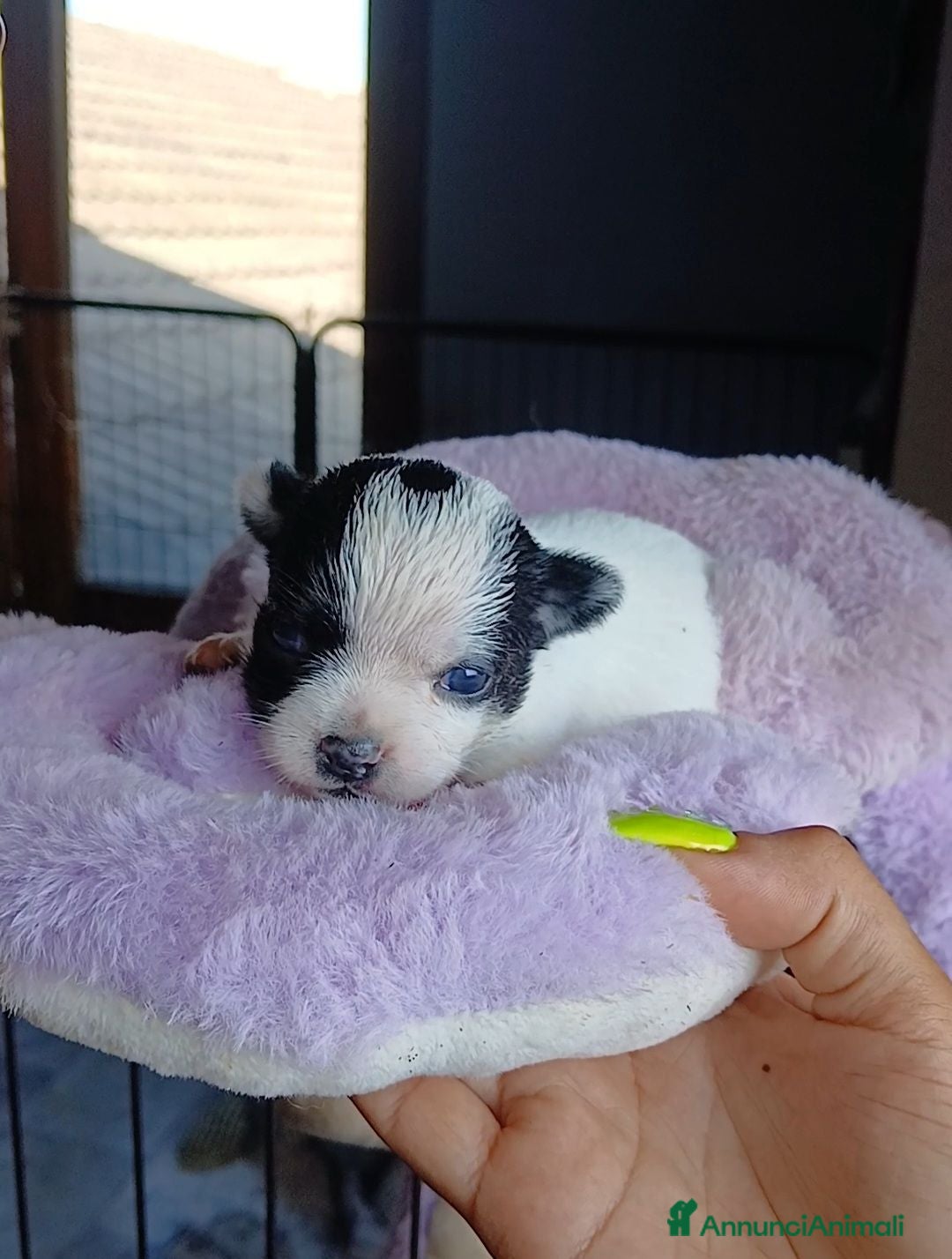 Chihuahua cani Cuccioli di Chihuahua toy puri  - Annuncio 1