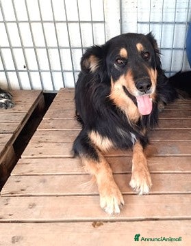 Meticcio cani buonissimo will in regalo col cuore a Città metropolitana di Catania - Annuncio 2