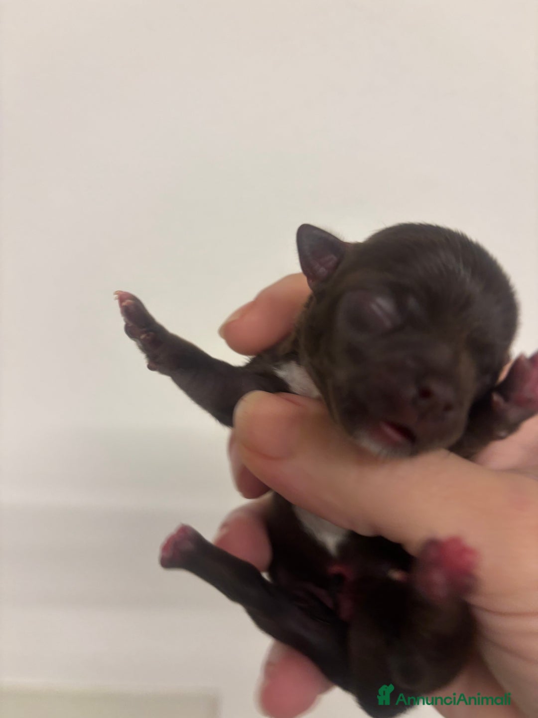 Chihuahua cani in vendita: Chihuahua, 1 maschio e 1 femmina - Annuncio 2