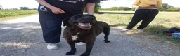 Meticcio cani in regalo: Franz dolcissimo simil labrador cioccolato a Provincia di Piacenza - Annuncio 3
