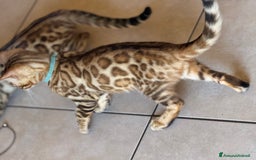 Bengala gatti in vendita: Bellissimi cuccioli  a Città metropolitana di Roma Capitale - Immagine 9