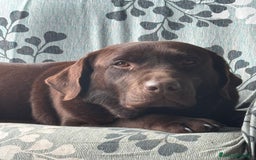 Labrador cani in vendita: Meraviglioso cucciolo di labrador chocolate puro a Città metropolitana di Palermo - Immagine 4