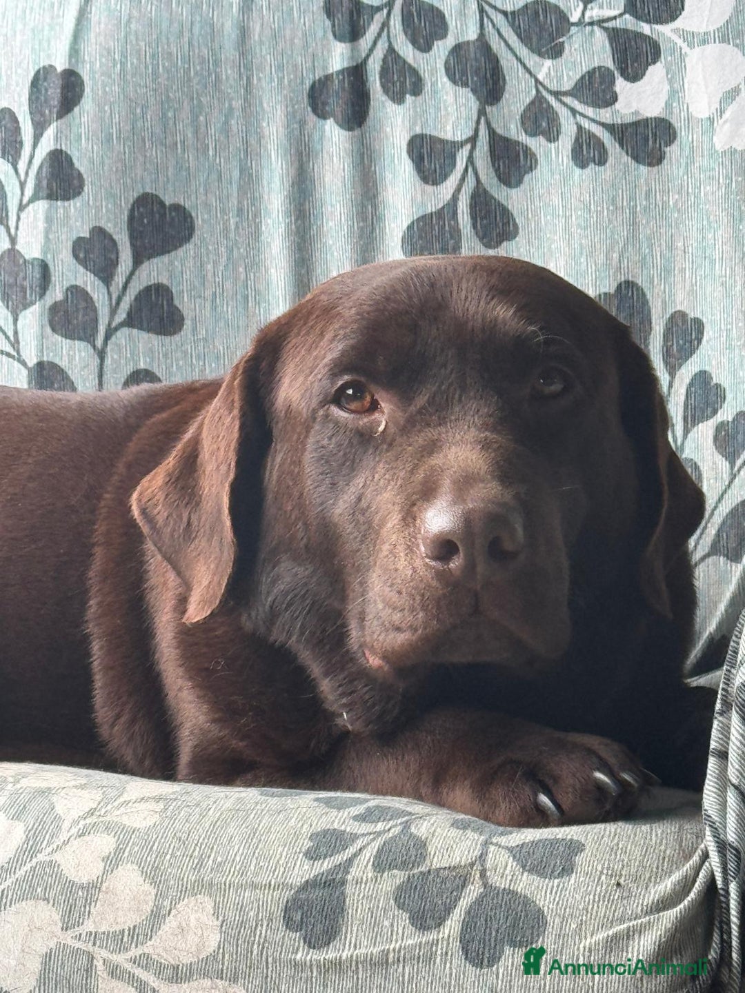 Labrador cani in vendita: Meraviglioso cucciolo di labrador chocolate puro a Città metropolitana di Palermo - Immagine 4