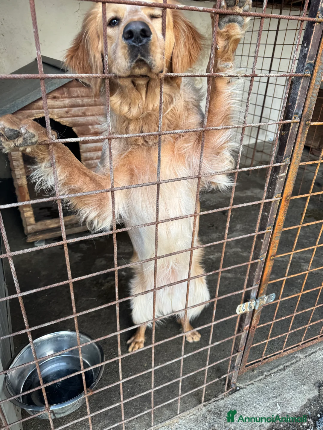 Meticcio cani in vendita: Cane meticcio caccia  a Provincia di Alessandria - Annuncio 1