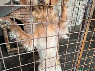 Meticcio cani Cane meticcio caccia - Annuncio 1