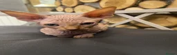Sphynx gatti in vendita: Cuccioli Sphynks  - Annuncio 8