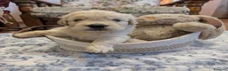 Golden Retriever cani in vendita: Cuccioli di Golden Retriever - Annuncio 7