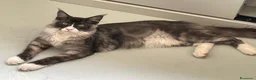 Maine Coon gatti in vendita: SPLENDIDA CUCCIOLATA  - Annuncio 4