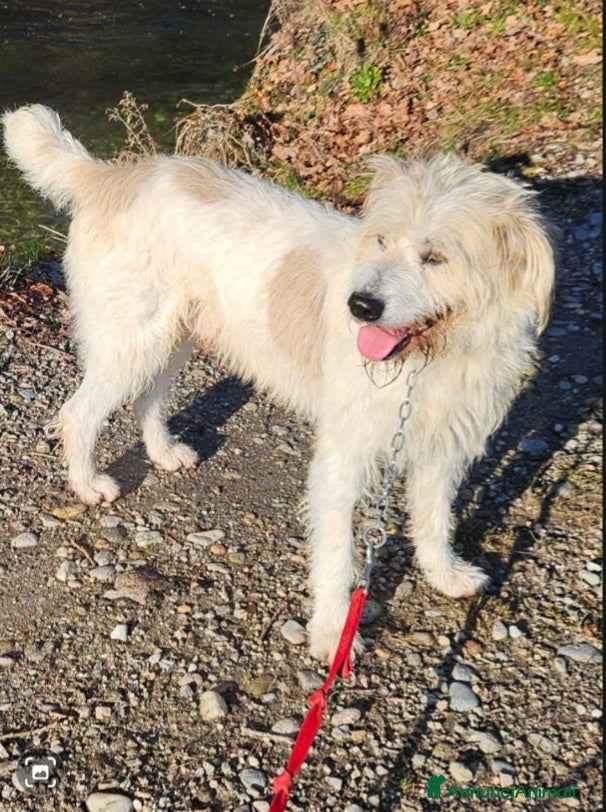 Meticcio cani Simil Spinone 4anni splendidoASPETTA DA 1ANNO!NOVO a Città metropolitana di Milano - Annuncio 10