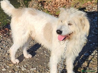 Meticcio cani Simil Spinone 4anni splendidoASPETTA DA 1ANNO!NOVO a Città metropolitana di Milano - Annuncio 12