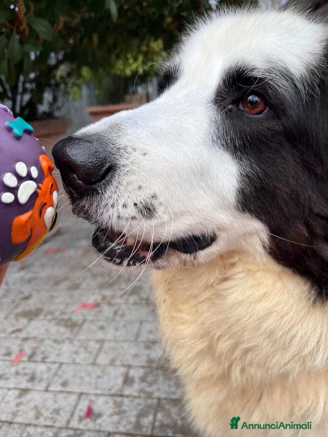 Meticcio cani in regalo: SIMBA MAREMMANO - Annuncio 9