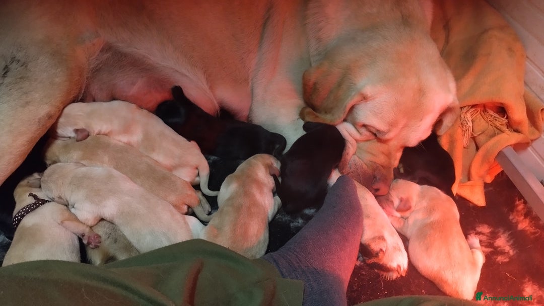 Labrador cani in vendita: Cuccioli di Labrador GIALLI e NERI a Provincia di Vicenza - Immagine 1