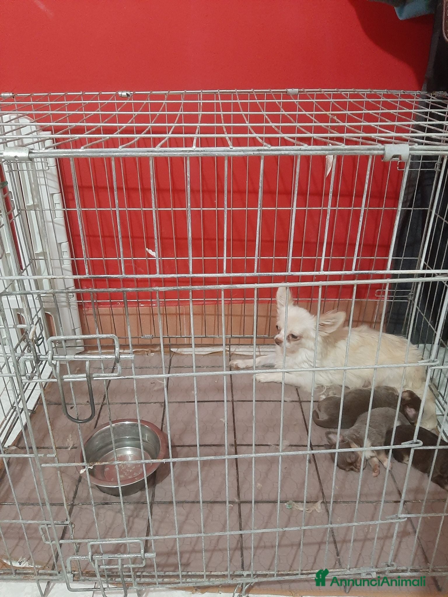 Chihuahua cani 2 boy e 1 girl chihuahua pelo lungo pedigree enci  - Annuncio 6