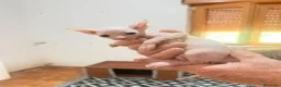 Sphynx gatti in vendita: Gattini Sphynx - Annuncio 4