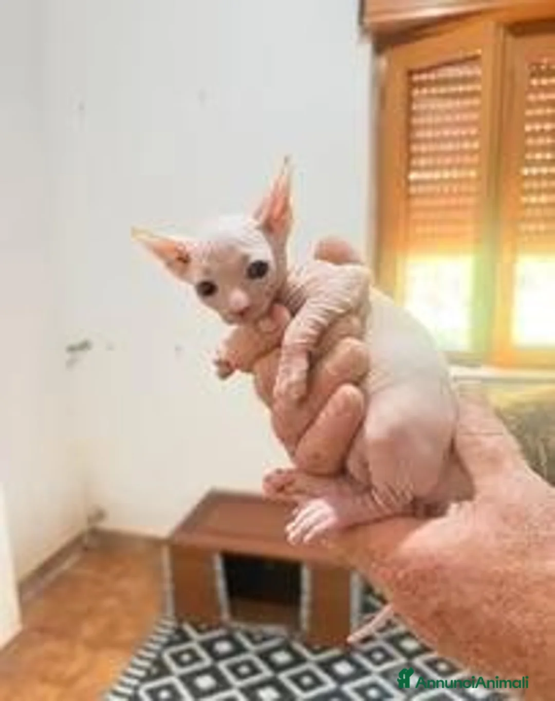 Sphynx gatti in vendita: Gattini Sphynx - Annuncio 4