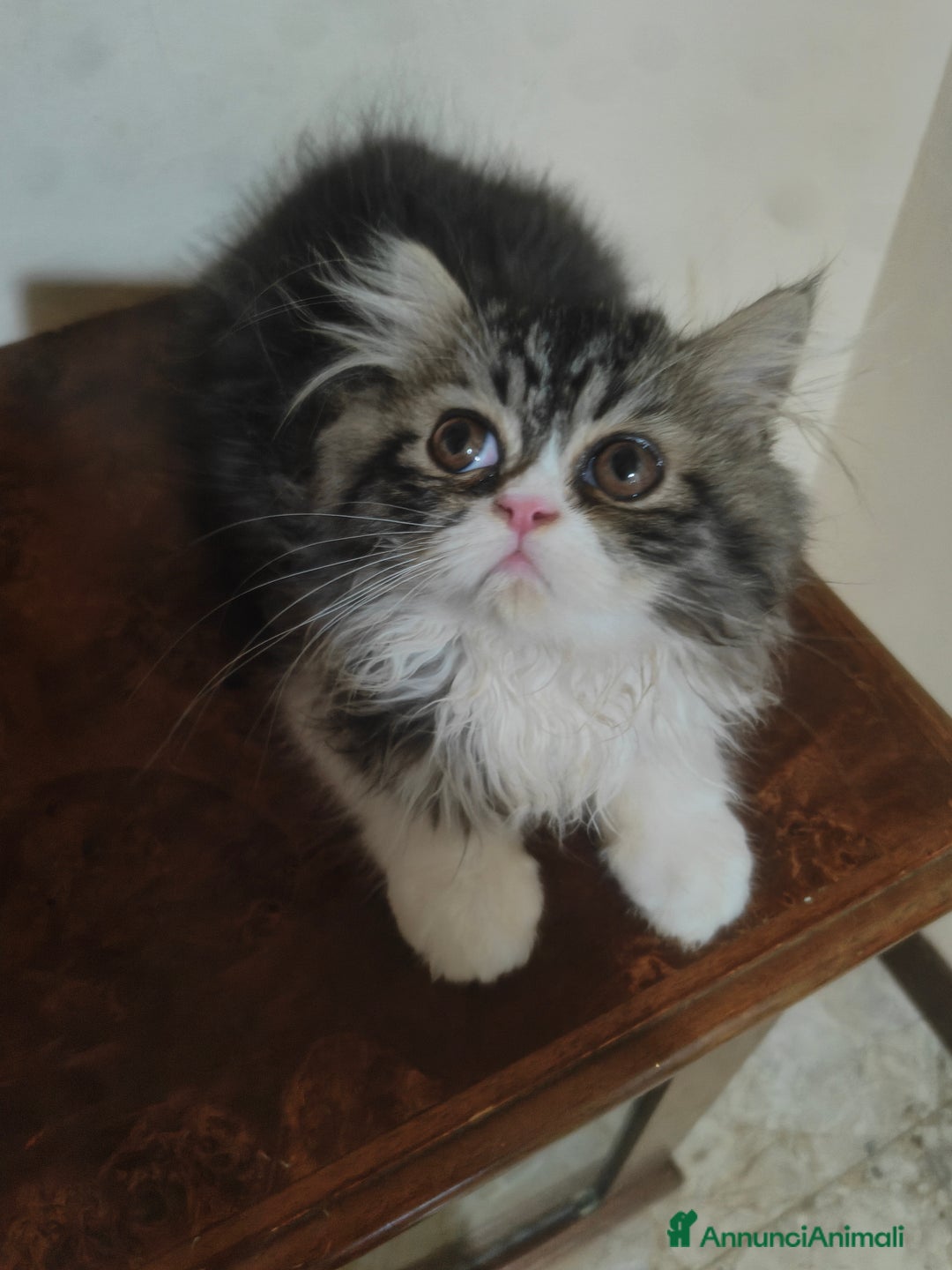 Persiano gatti in vendita: Gatti persiani  a Città Metropolitana di Torino - Immagine 5
