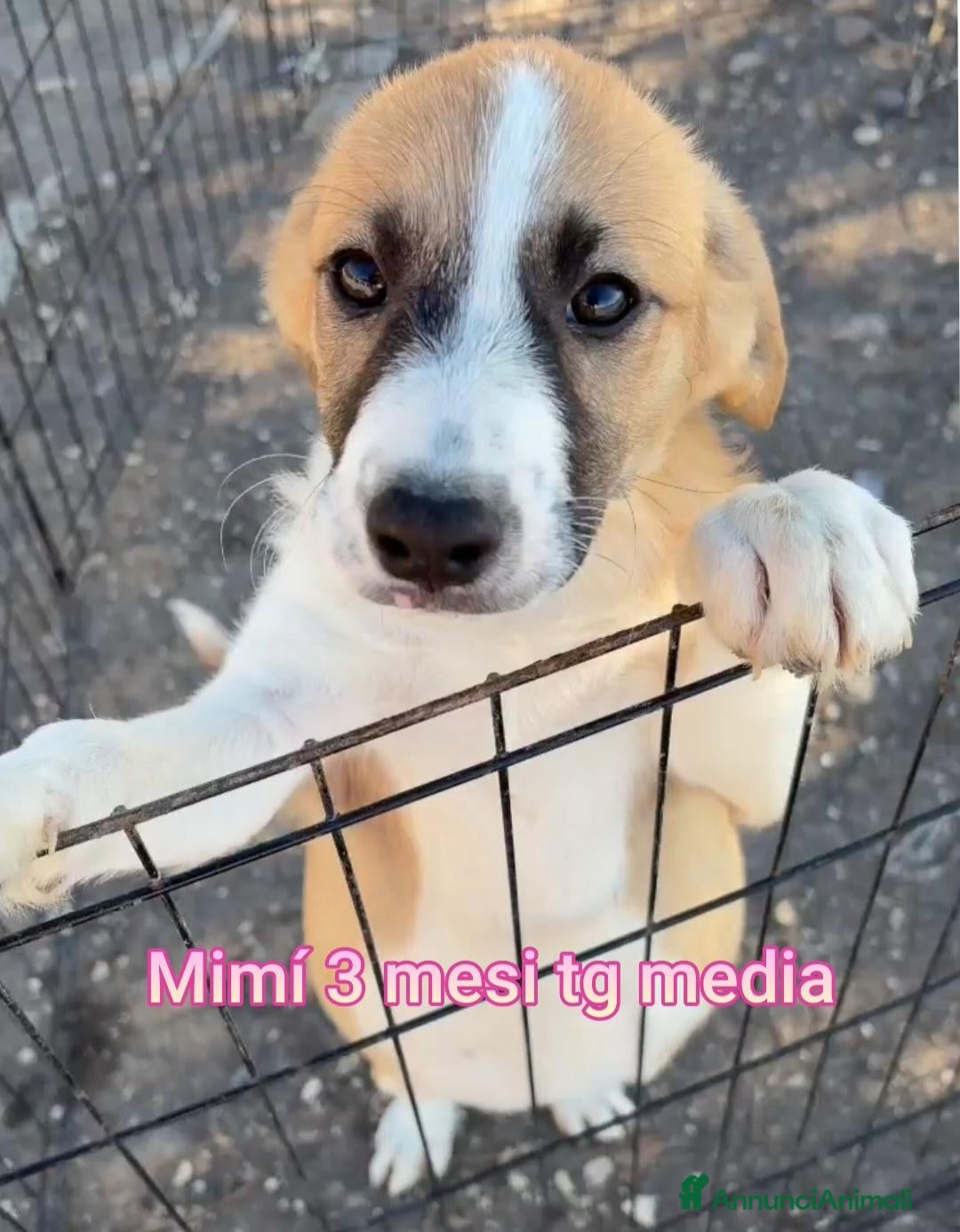 Meticcio cani in regalo: TROPPI CUCCIOLI IN RIFUGIO  - Annuncio 3