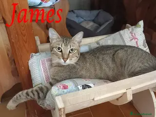 Europeo gatti Tenero micino da adottare, JAMES! - Annuncio 13