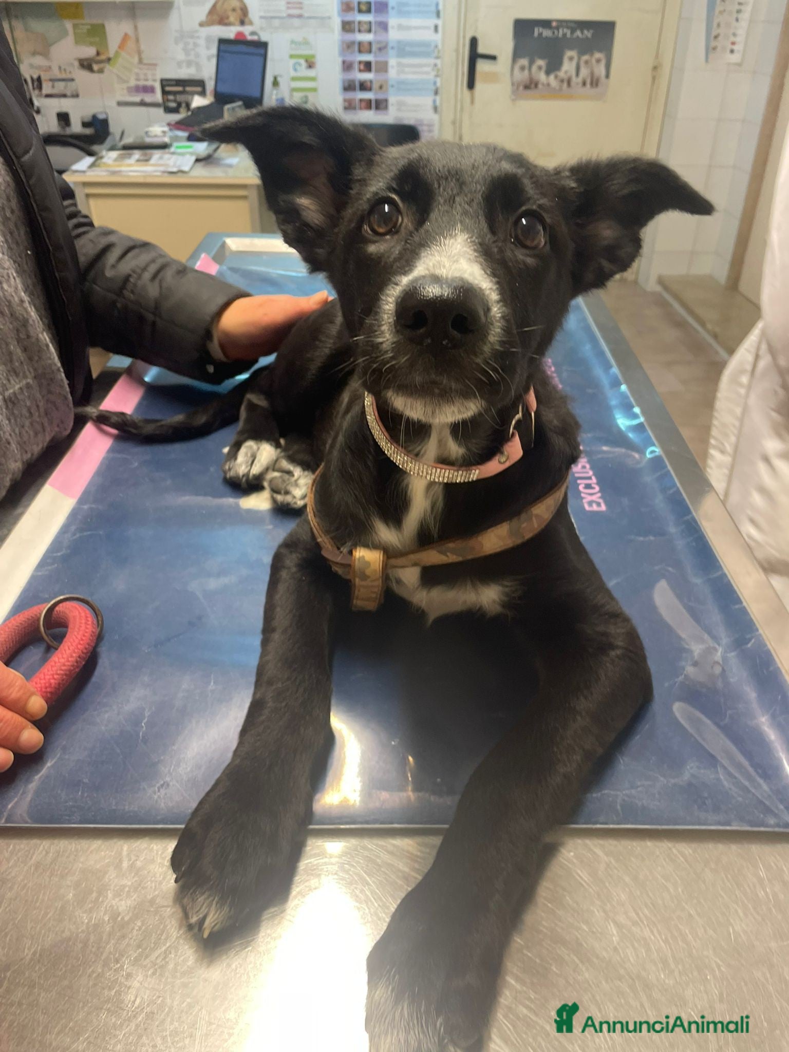 Meticcio cani LA SPLENDIDA BELLA - Annuncio 22