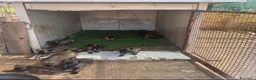 Pastore Belga cani in vendita: Splendidi cuccioli Pastore Belga Malinois - Annuncio 8