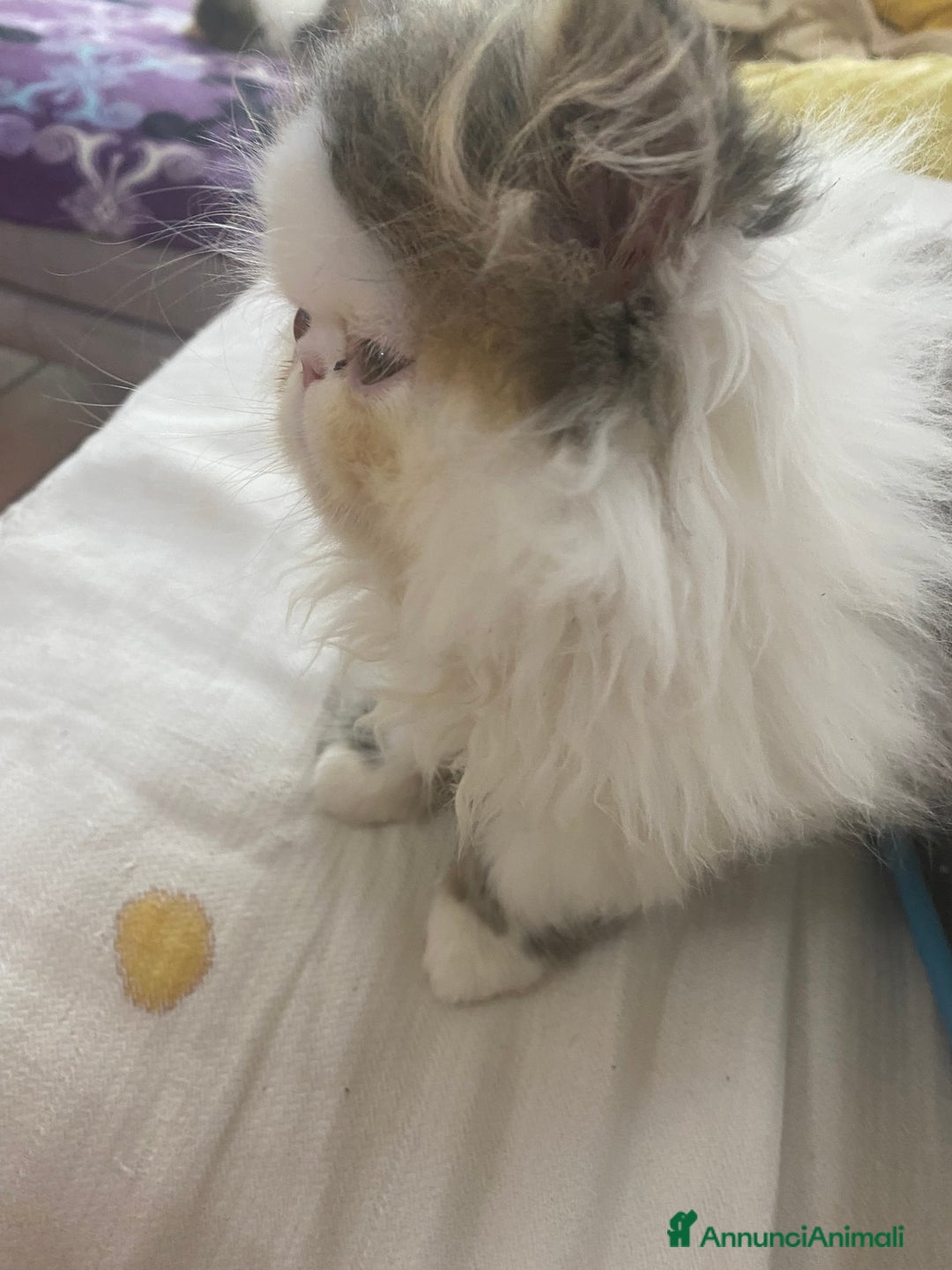 Persiano gatti in vendita: DUE MASCHIETTI PERSIANI IPERTIPICI - Annuncio 19