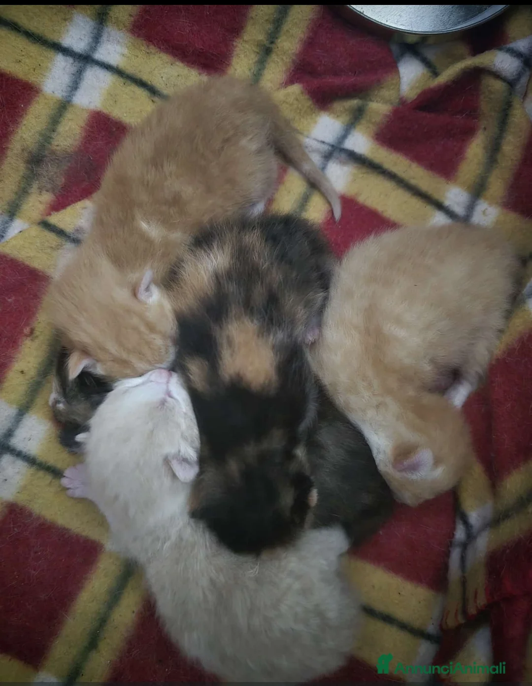 Meticcio gatti in regalo: GATTINI a Provincia di Monza e della Brianza - Annuncio 2