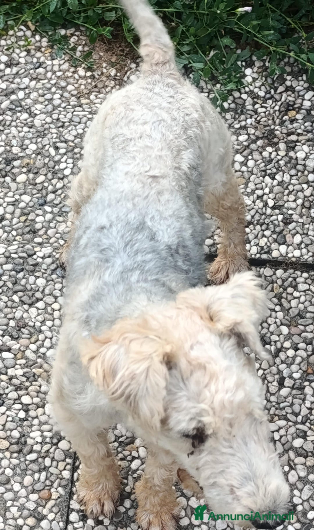 Lakeland Terrier cani in vendita: Lakeland terrier adulti a Province of Pavia - Annuncio 7