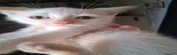 Siamese gatti in vendita: Siamesi - Annuncio 2