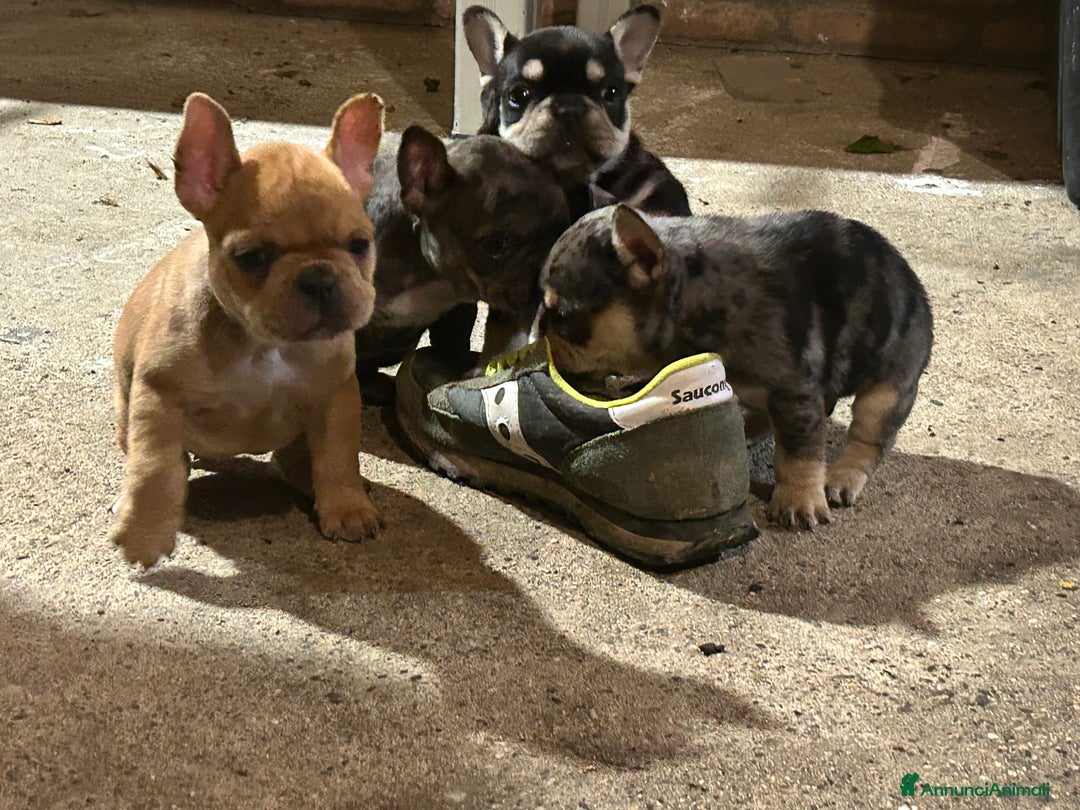Bulldog Francese cani in vendita: Bulldog francese  - Annuncio 8
