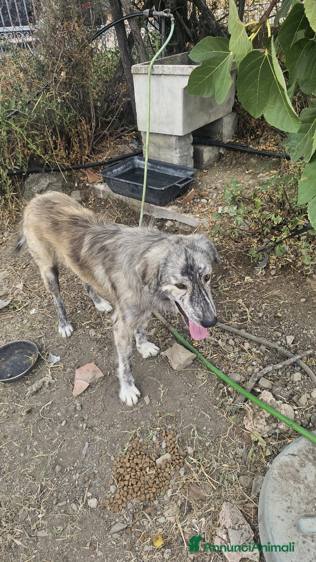 Altre razze cani in regalo: bricco - Immagine 3