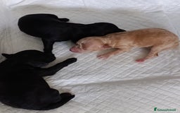 Barboncino Toy cani in vendita: Barboncini Toy - Annuncio 8