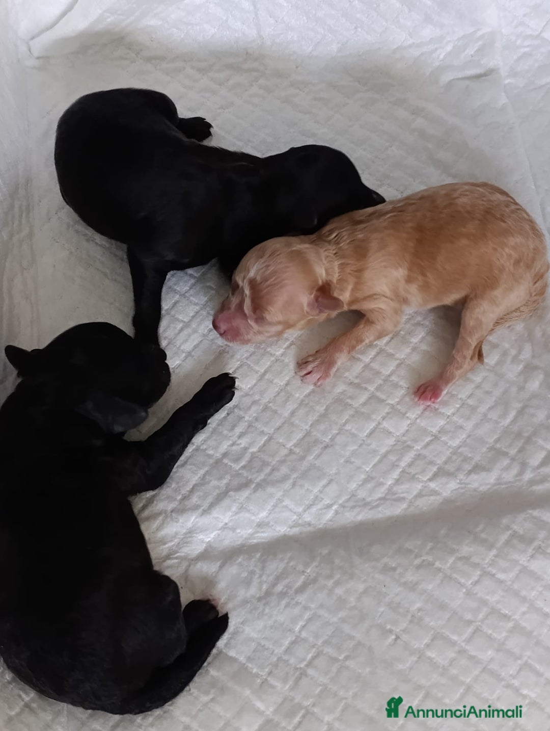 Barboncino Toy cani in vendita: Barboncini Toy - Annuncio 8