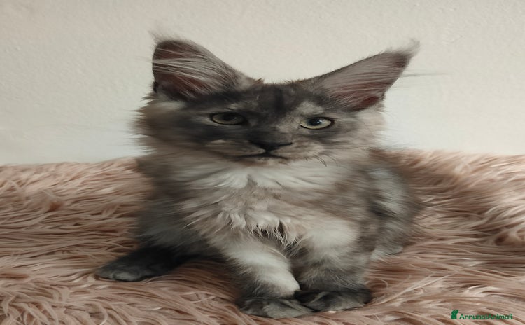 Maine Coon gatti a Città Metropolitana di Venezia - Annuncio 8