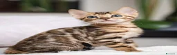 Bengala gatti in vendita: Cuccioli di Bengal o Bengala con Pedigree  - Annuncio 14