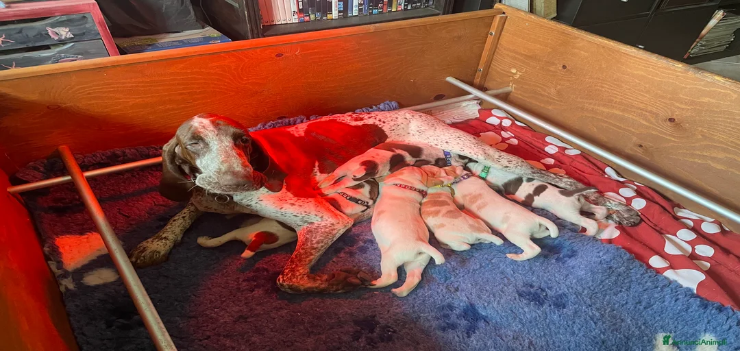 Immagine della galleria {{count}}