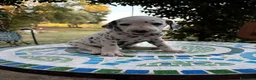 Dalmata cani in vendita: Cuccioli di Dalmata - Annuncio 19