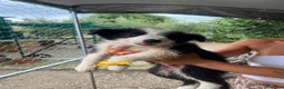 Border Collie cani in vendita: Cucciolo di Border collie maschio - Annuncio 1