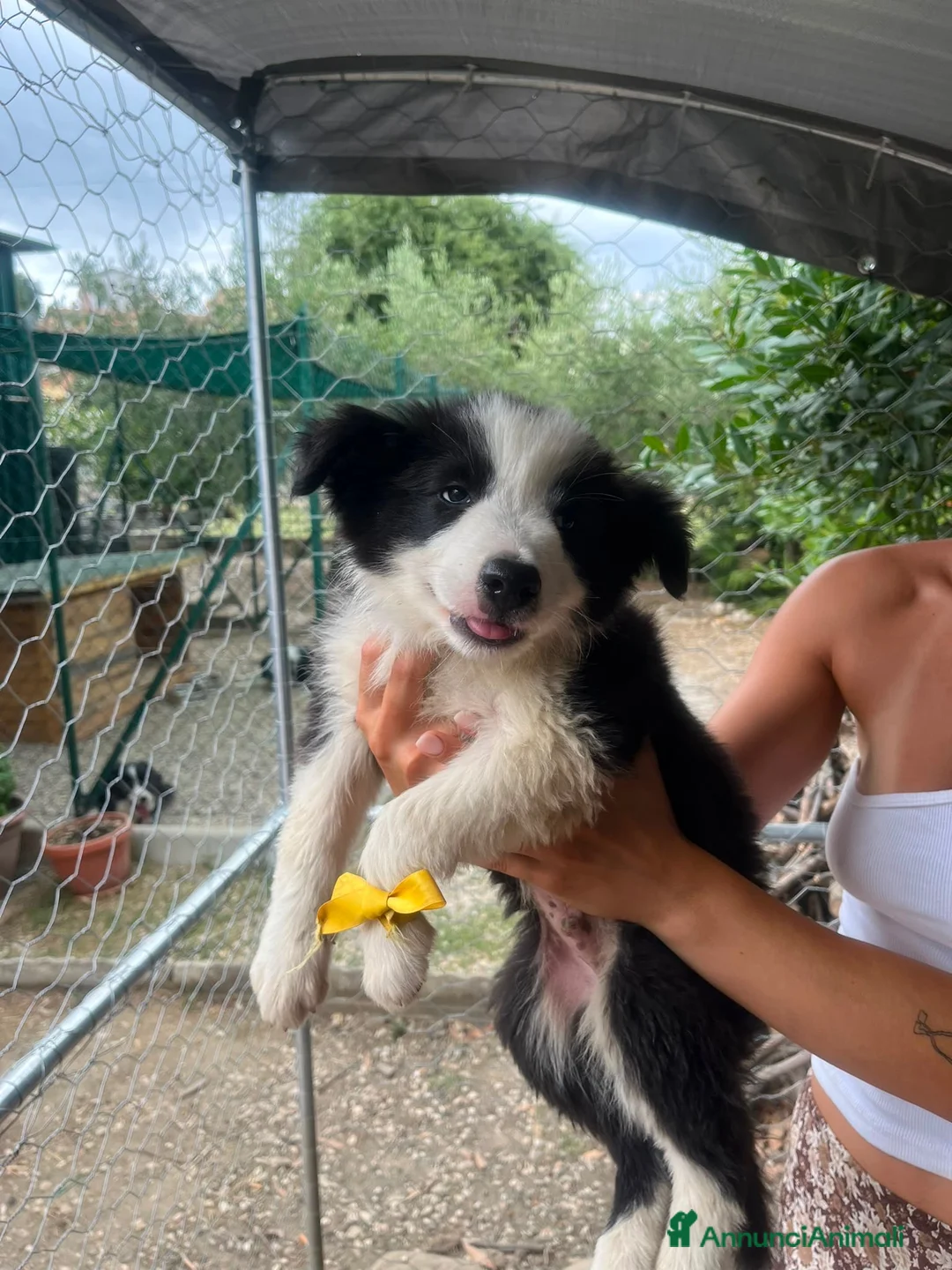 Border Collie cani in vendita: Cucciolo di Border collie maschio - Annuncio 1